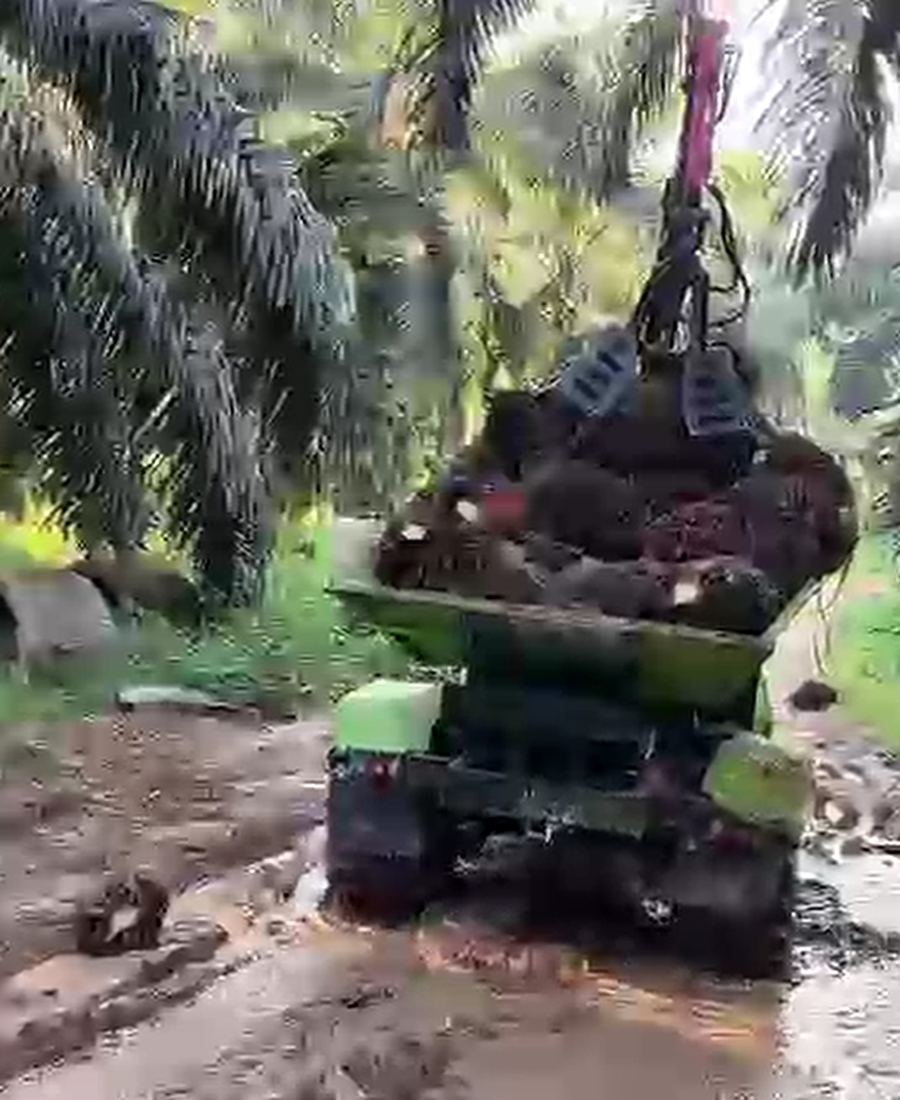 HL Series (Huili) tractor loading fresh fruit bunches in the field