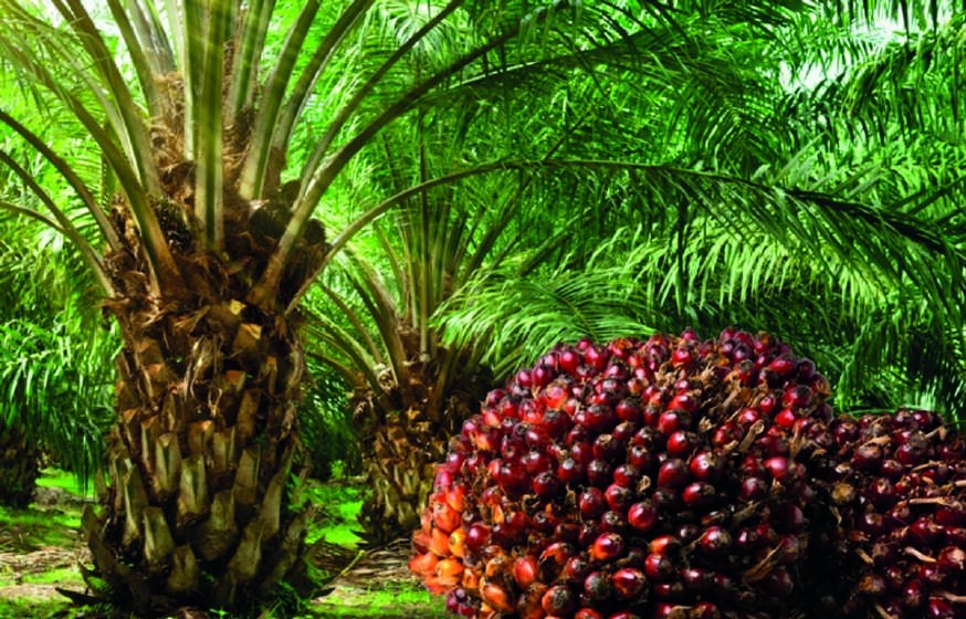 Ferti Best Nano for producing oil palm: palms and fresh fruit bunch